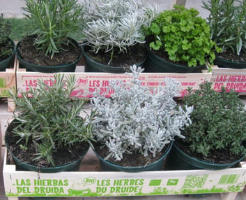 Las Hierbas del Druida: tríos de plantas medicinales